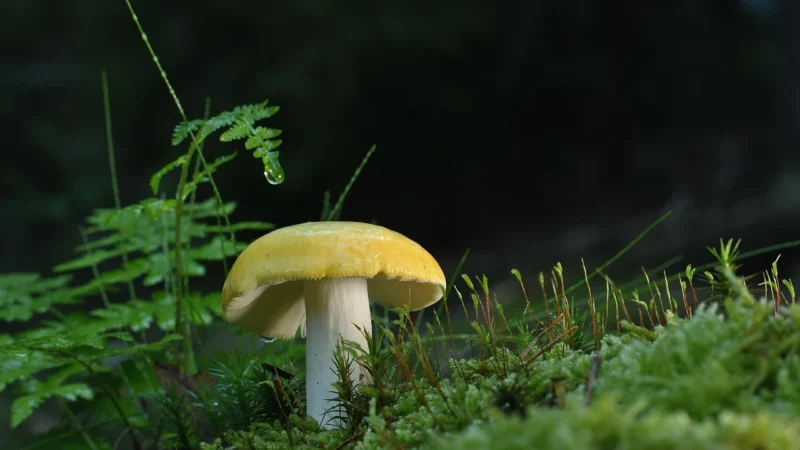 Fargo-Primera Disc Publisher 53601 DP4100 Ink Cartridge Cyan