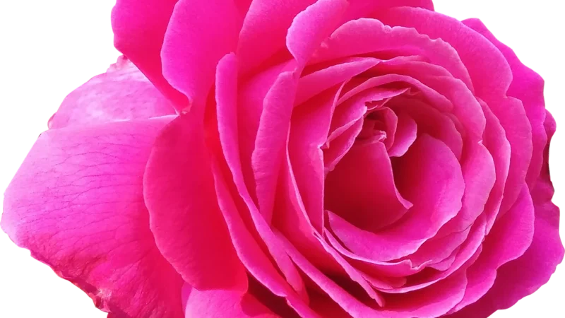 SINGLE MAGENTA 502XL INK