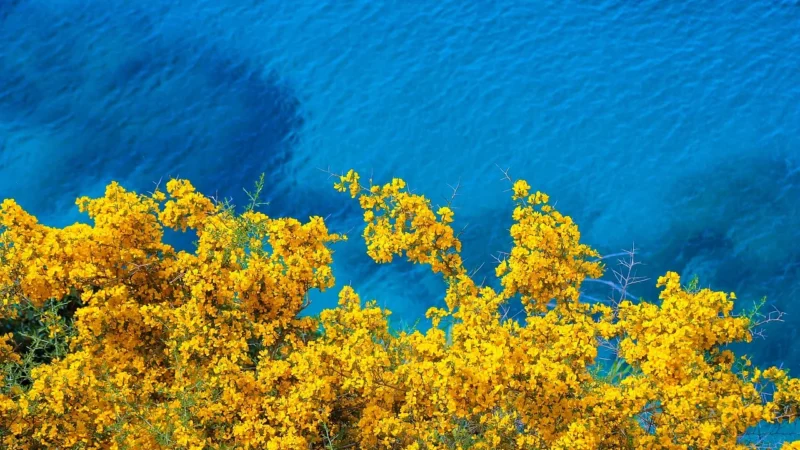 XP30/202/302/405 YELLOW I