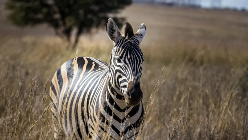 ZEBRA ONECARE